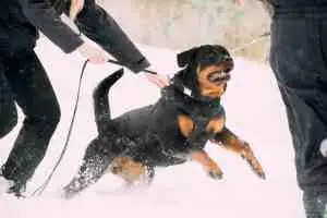 A rottweiler on a leash lunges at another man trying to bite while its owner is pulling it back.
