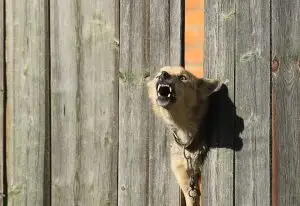 aggressive dog squeezes through broken fence