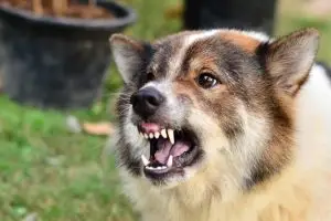 aggressive dog threatens to bite
