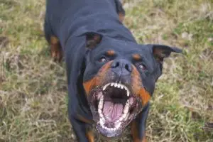 An aggressive rottweiler barks and shows its teeth. 