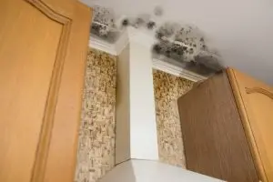 black mold in home