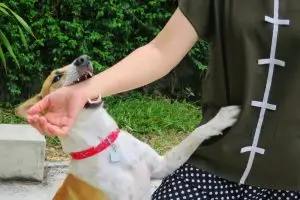 A dog bites a woman on the arm.