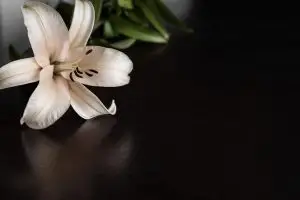 lily on dark background
