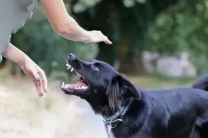 Grayson Dog Bite Lawyer