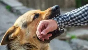 Norcross Dog Bite Lawyer