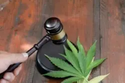 gavel in judge's hand near marijuana