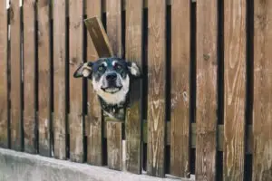 dog-looking-through-hole-in-fence