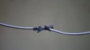 frayed wire