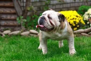 English bulldog in a yard