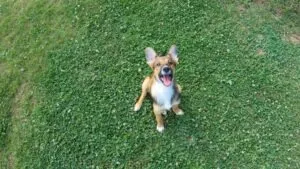 dog in yard looking up at the camera