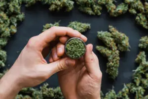 person holding marijuana in a grinder