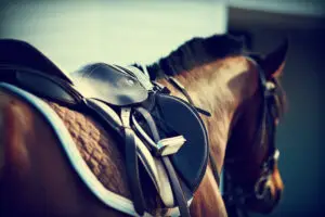 horse-wearing-a-saddle