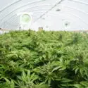 marijuana-growhouse