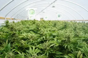 marijuana-growhouse