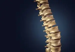 rendering of spinal column