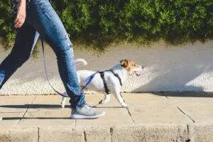 a-dog-walker-and-pet-walk-on-sidewalk-together
