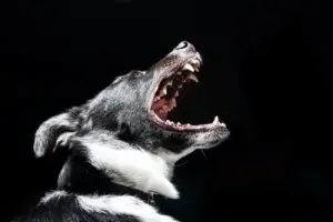 side profile of black and white dog with collar showing teeth