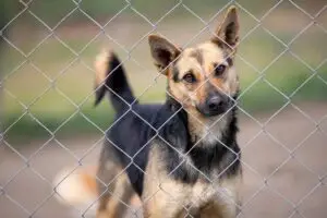 dog behind chain link fence