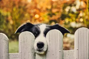 dog-peeking-out-from-behind-a-fence