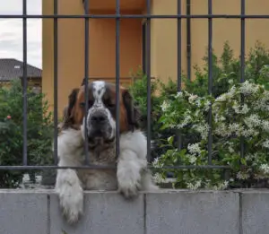 large dog behind fence