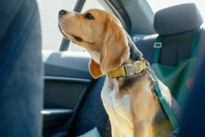 a dog sitting in a car