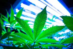 indoor marijuana farm