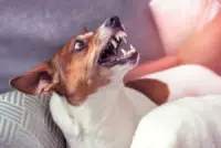 dog snarls at someone trying to touch it