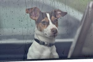 A dog left unattended in a car