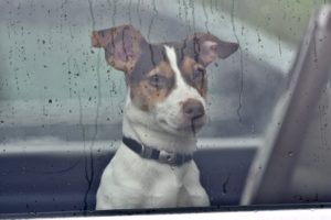 Is It Illegal to Leave a Dog in the Car: Legal Consequences Explained
