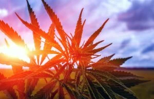 marijuana bush on a background of the cloudy sky at sunset