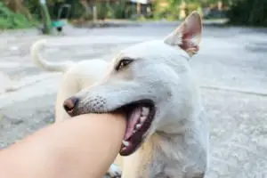 Sarasota Dog Bite Lawyer