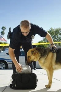 A police dog sniffs drugs from a duffel bag.