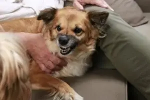 A small dog bearing its teeth.