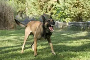 An angry, unleashed dog barking in a park.