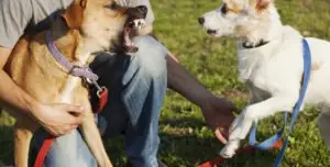 dog threatens another dog at a park