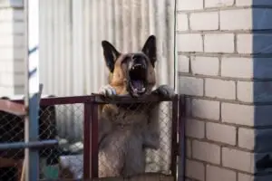 dog barking over a fence