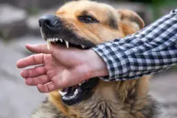 How Do You Know if a Dog Bite Is Serious?