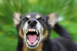 Dog Bite Rabies Personal Injury