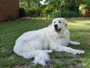 giant white dog in yard