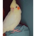 Parrot Pet Image