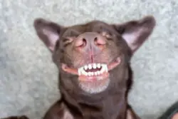 Dog,lie,on,its,back,and,show,smiling,dog,teeth