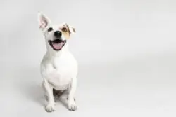 Studio,portrait,of,the,dog,on,the,white,background
