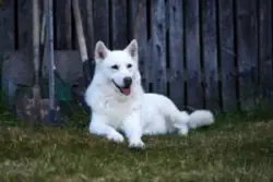 White,haski,dog,sits,and,looks,around