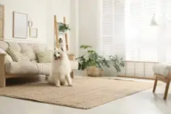 Adorable,samoyed,dog,in,modern,living,room