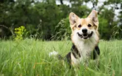 Happy,and,active,purebred,welsh,corgi,dog,outdoors,in,the