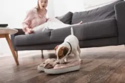 Jack,russell,terrier,biting,shoes,on,floor,near,shocked,woman