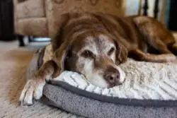 Brown dog on pillow