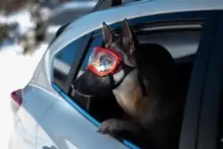German shepherd wearing goggles in car