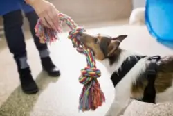 Puppy playing with rainbow rope